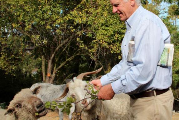 Always keep the newspaper out of reach when feeding goats (Photo: Sarah Phelan).